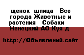 щенок  шпица - Все города Животные и растения » Собаки   . Ненецкий АО,Куя д.